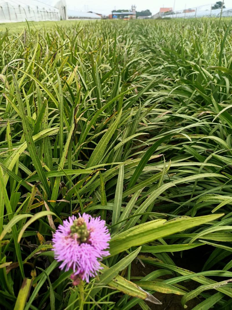 蛇鞭菊宿根花卉蛇鞭菊盆栽植物蛇鞭菊价格基地