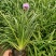 蛇鞭菊宿根花卉蛇鞭菊盆栽植物蛇鞭菊价格基地
