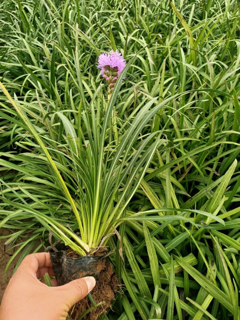 蛇鞭菊宿根花卉蛇鞭菊盆栽植物蛇鞭菊价格基地