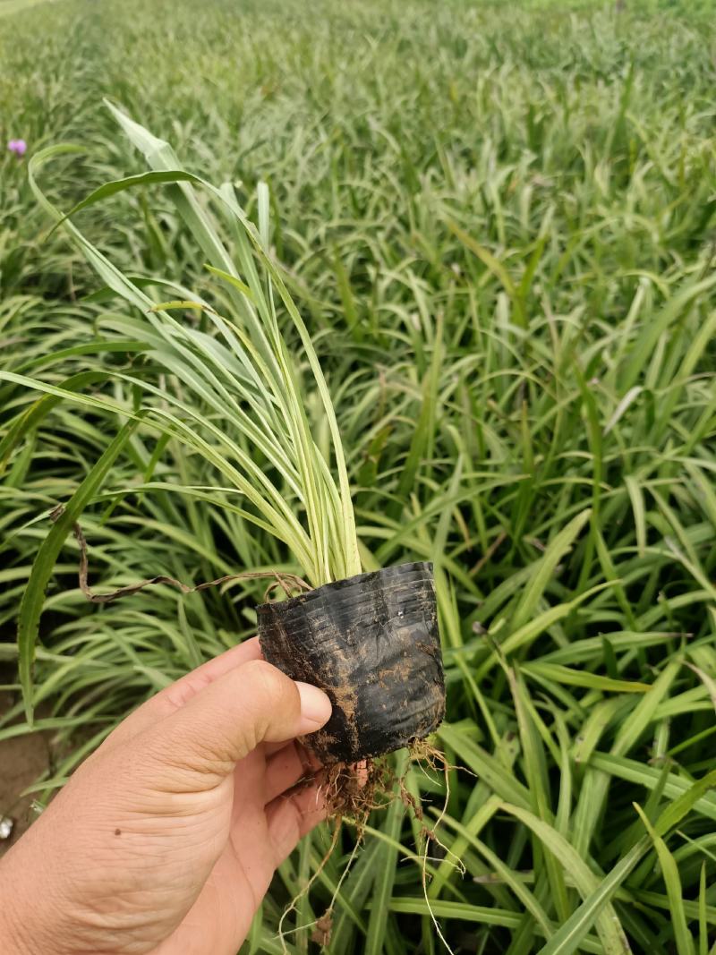 蛇鞭菊宿根花卉蛇鞭菊盆栽植物蛇鞭菊价格基地