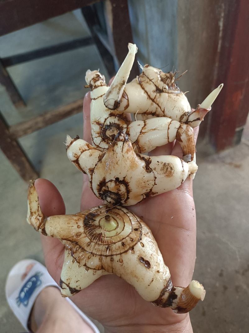 白芨