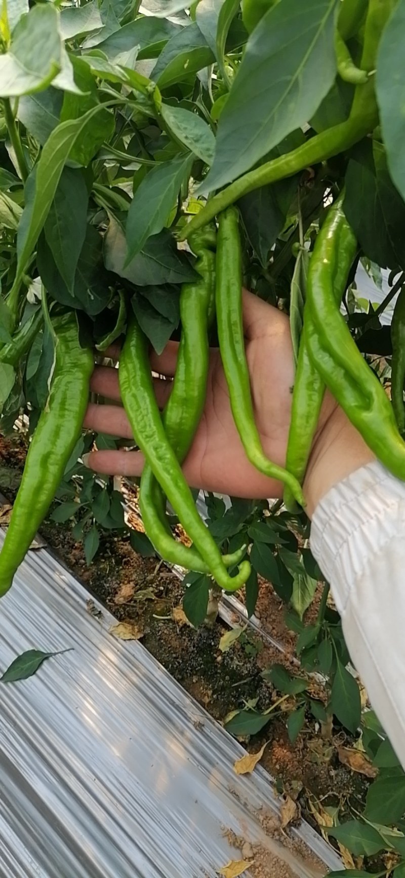 螺丝椒