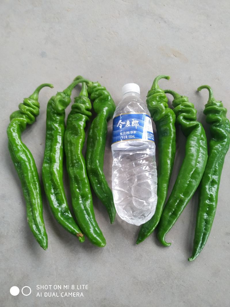 【推荐】大荔二荆条辣椒，线椒，全国供应，可视频看货