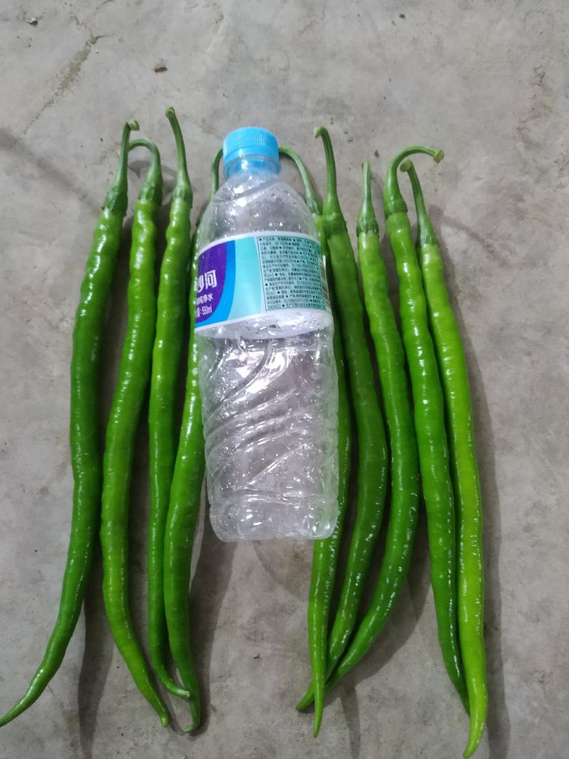 【推荐】大荔二荆条辣椒，线椒，全国供应，可视频看货