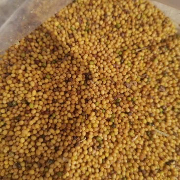 1000吨黄菜籽