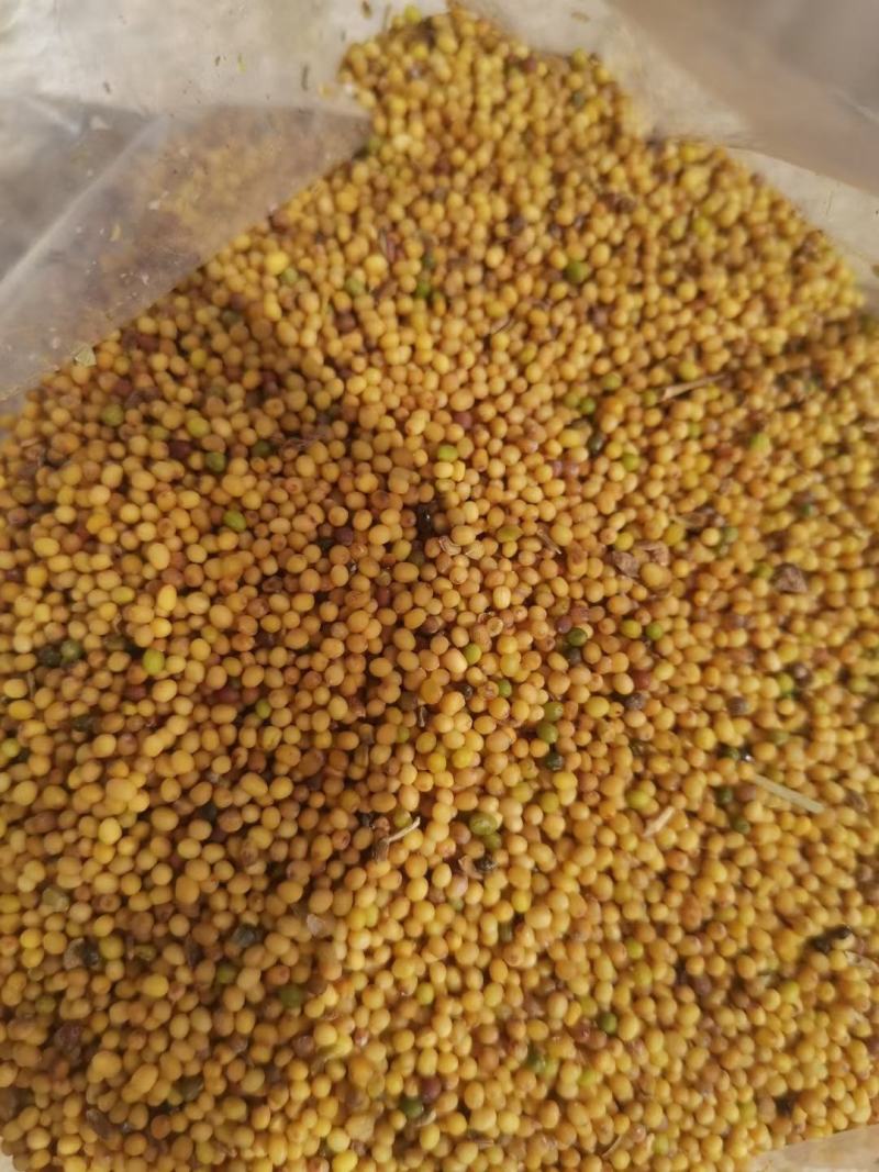 1000吨黄菜籽