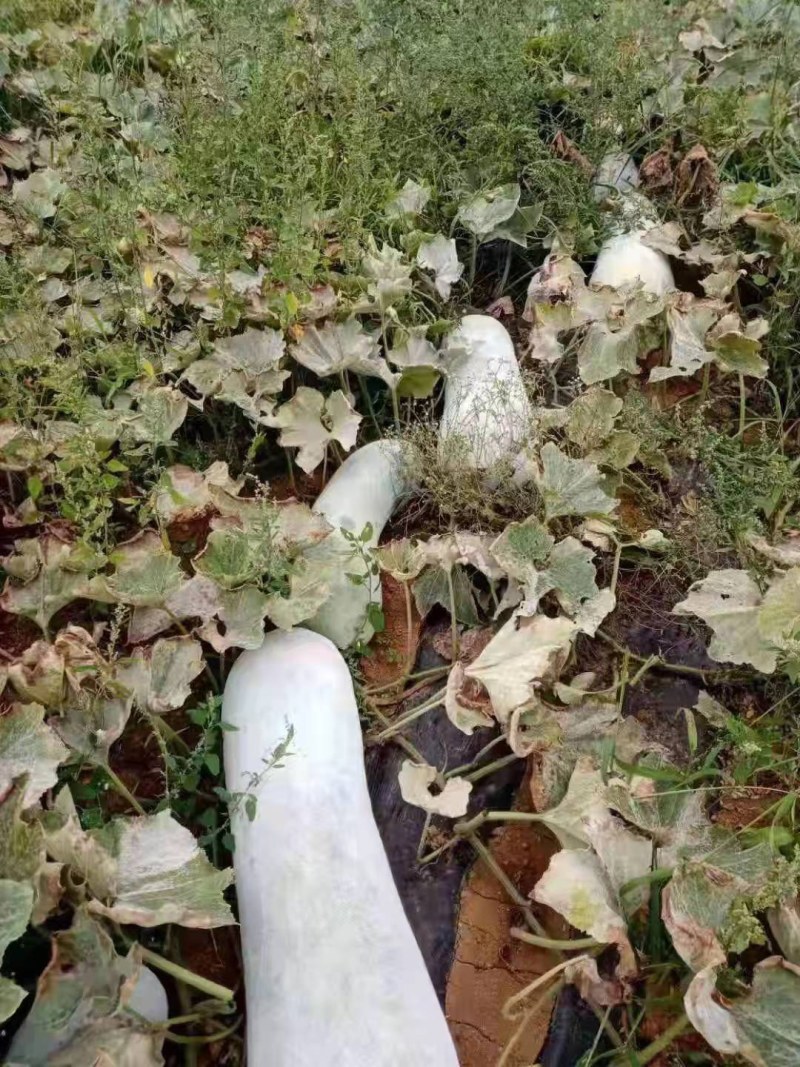 白冬瓜