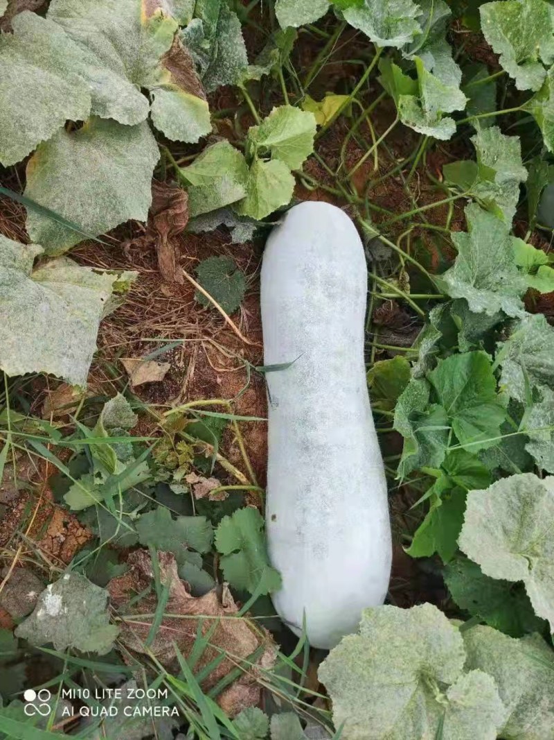 白冬瓜