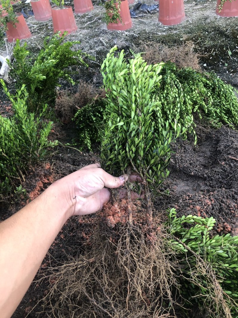 雀舌黄杨小叶黄杨苗高档造型名贵盆景树苗
