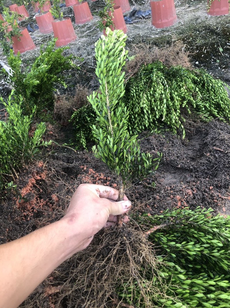 雀舌黄杨小叶黄杨苗高档造型名贵盆景树苗