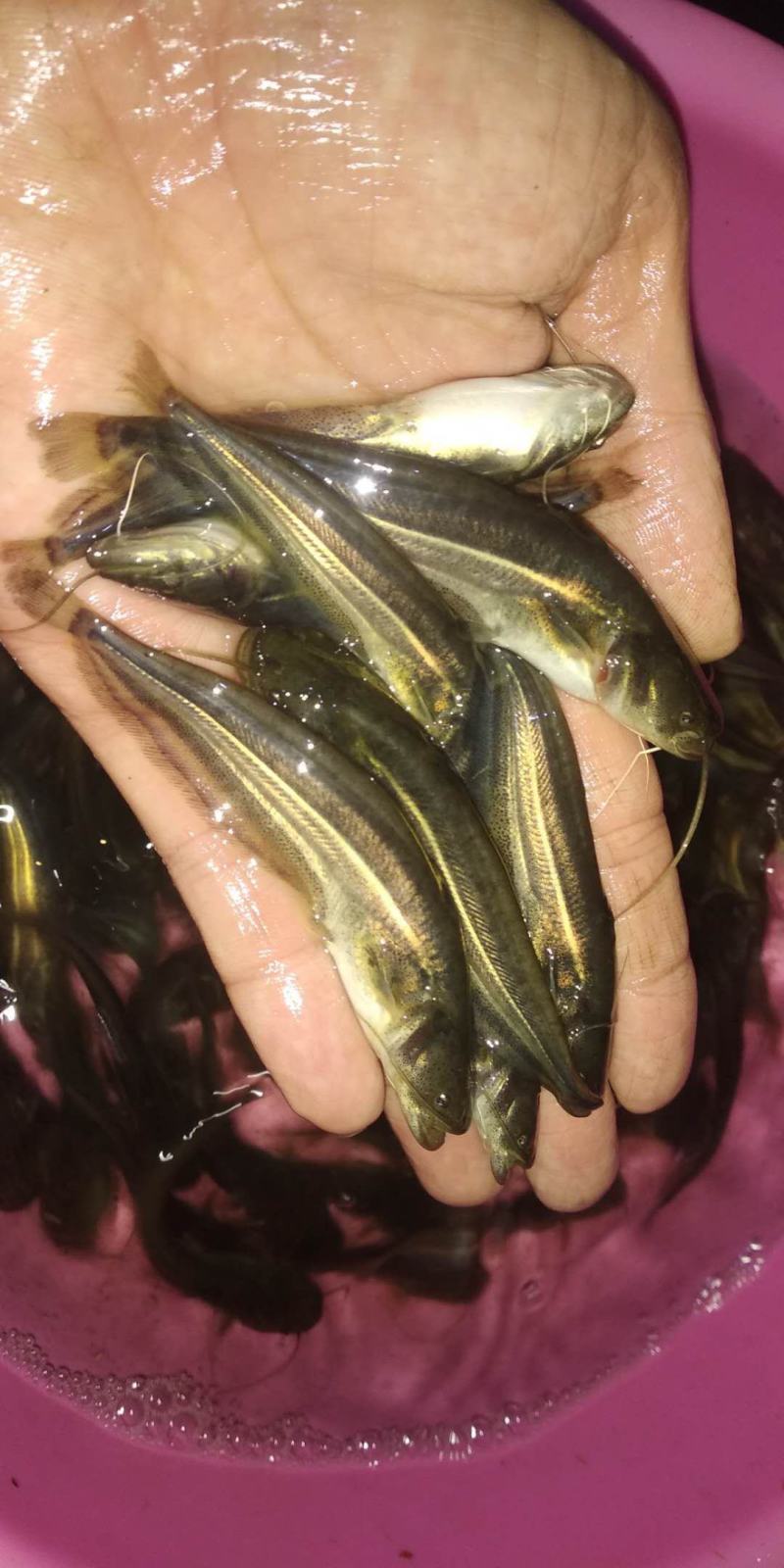 【鲶鱼苗】优质杂交大口鲶鱼苗、南方大口鲶鱼苗，苗场直供