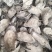 紫茉莉根【包邮】三斤起发货可批量可零售量大从优