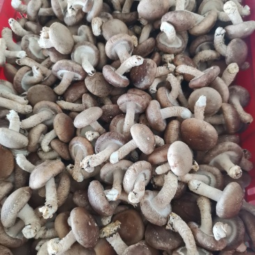 香菇