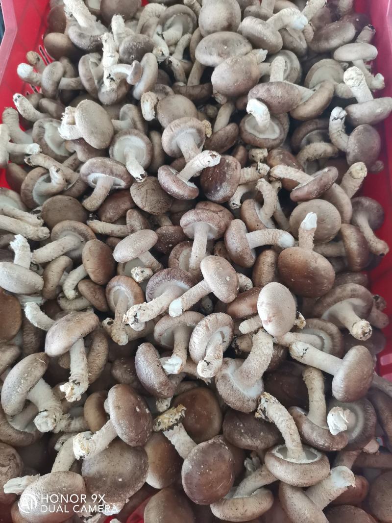 香菇
