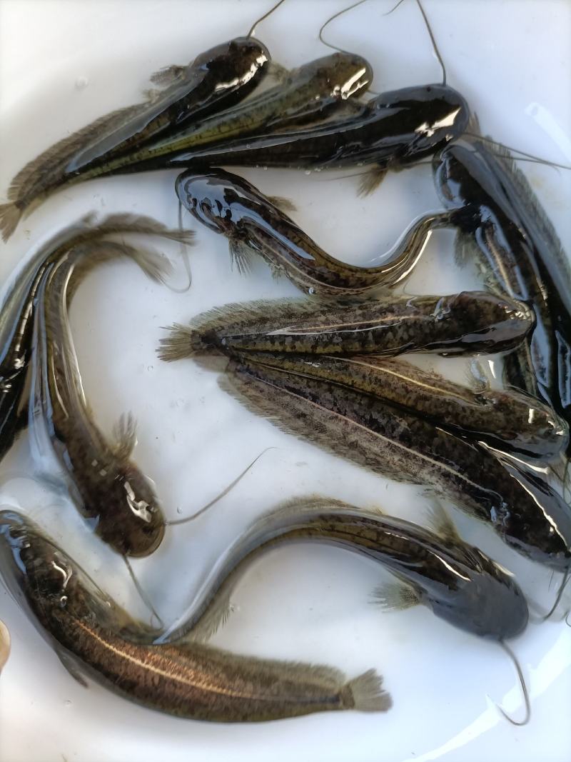 【鲶鱼苗】优质杂交大口鲶鱼苗、南方大口鲶鱼苗，苗场直供