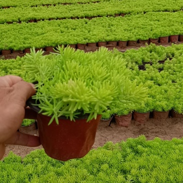 佛家草