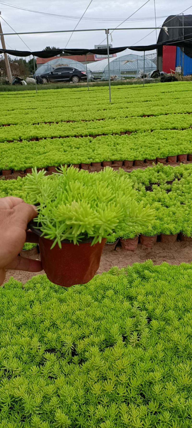佛家草