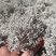 张家界名优特产高原野生莓茶，对咽炎，支气管炎，哮喘有特效