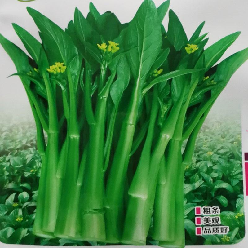 菜心种子粗油青甜菜心菜苔种籽夏秋四季农家田园
