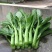 菜心种子粗油青甜菜心菜苔种籽夏秋四季农家田园