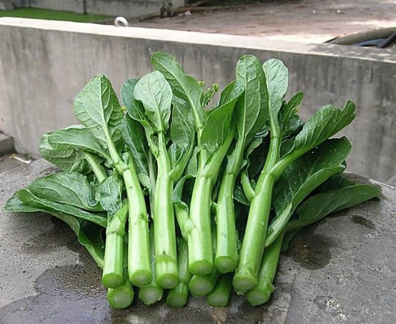 菜心种子粗油青甜菜心菜苔种籽夏秋四季农家田园