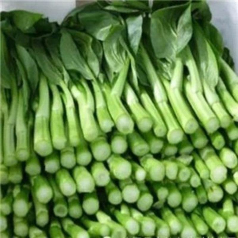 菜心种子粗油青甜菜心菜苔种籽夏秋四季农家田园