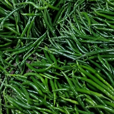 精品线椒！8号线黄线黑线3号线椒！大棚蔬菜大量上市！