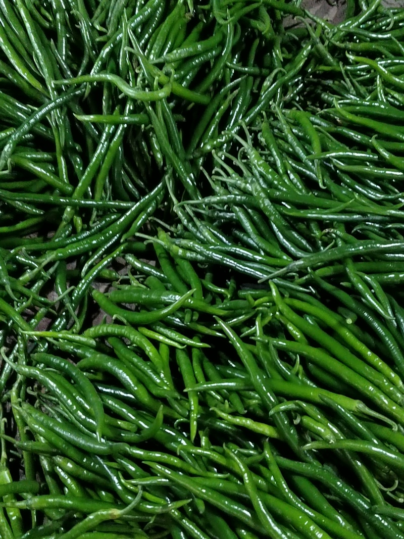精品线椒！8号线黄线黑线3号线椒！大棚蔬菜大量上市！