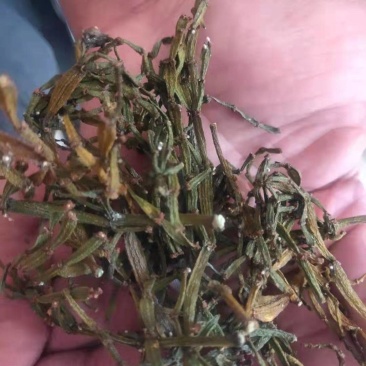 螃蟹脚寄生小号古树螃蟹脚