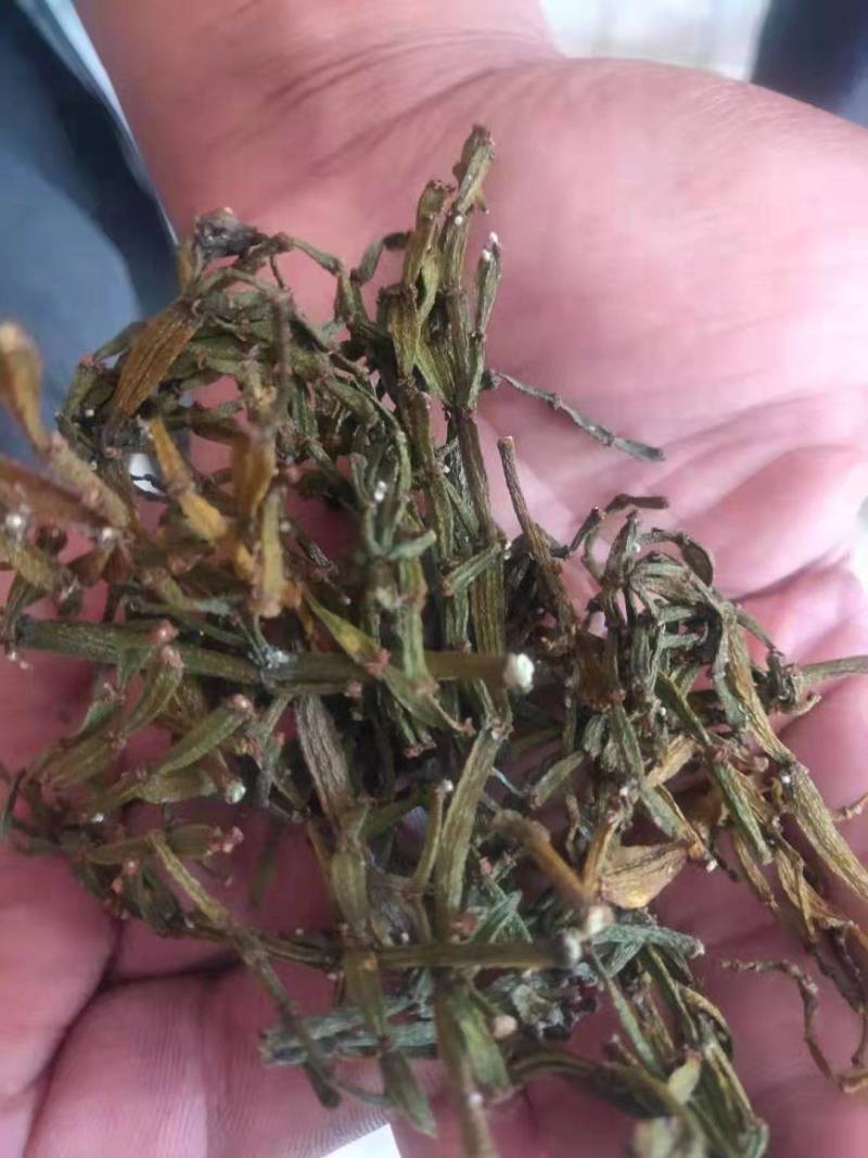 螃蟹脚寄生小号古树螃蟹脚