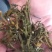 螃蟹脚寄生小号古树螃蟹脚