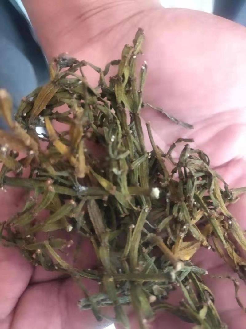 螃蟹脚寄生小号古树螃蟹脚