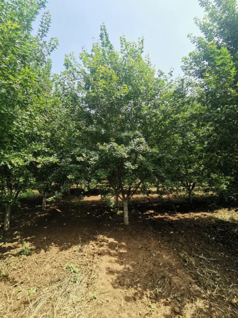 南阳基地直供低分枝元宝枫10～20公分欢迎下单便宜处理