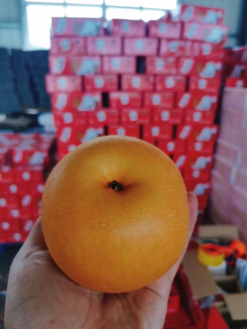 秋月梨