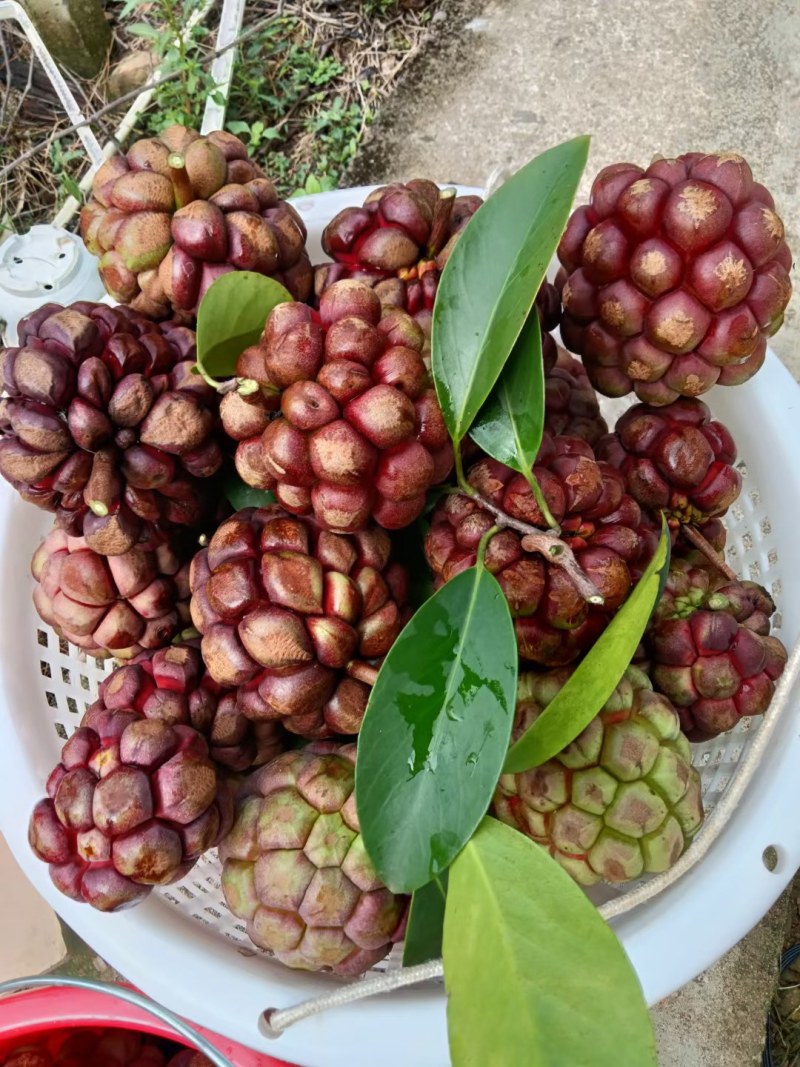 有机黑老虎