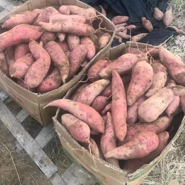 【荐】西瓜红地瓜，山东红薯大量批发，保质保量，全国发货
