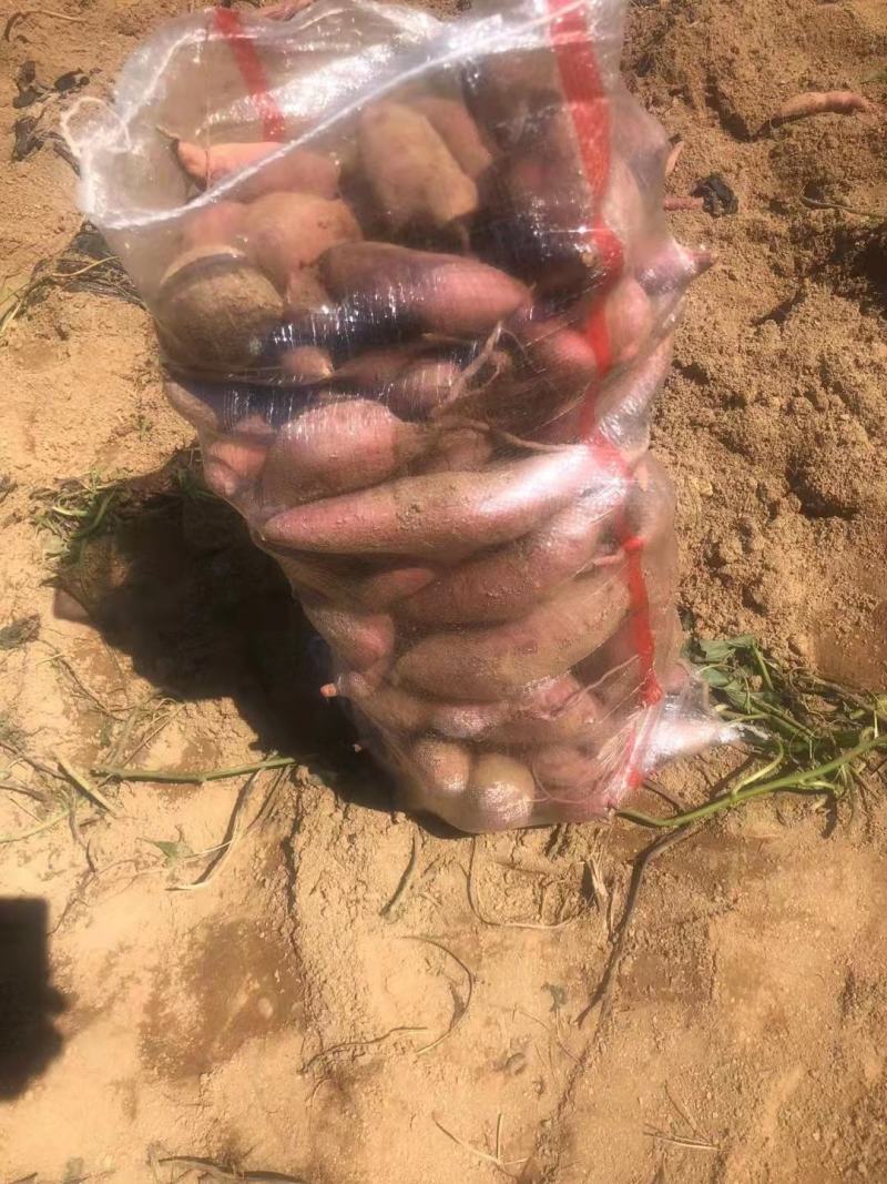 【荐】西瓜红地瓜，山东红薯大量批发，保质保量，全国发货