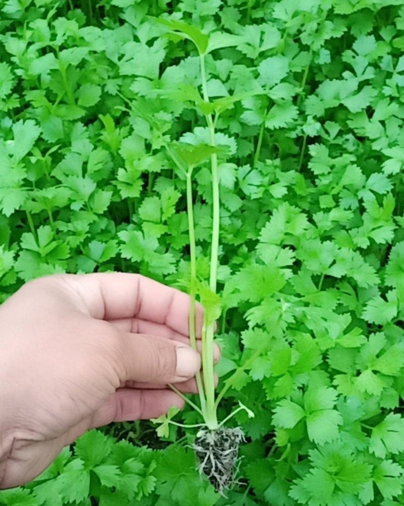 【推荐】河北优质穴盘皇后芹菜苗西芹成活率高提供一条龙服务