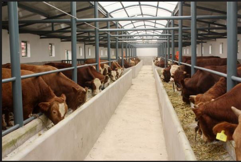 厂家批发肉牛犊价格便宜全国发货货到付款