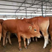 厂家批发肉牛犊价格便宜全国发货货到付款