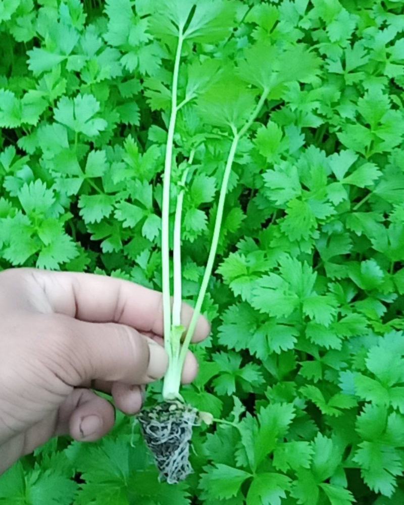 【推荐】河北优质穴盘皇后芹菜苗西芹成活率高提供一条龙服务