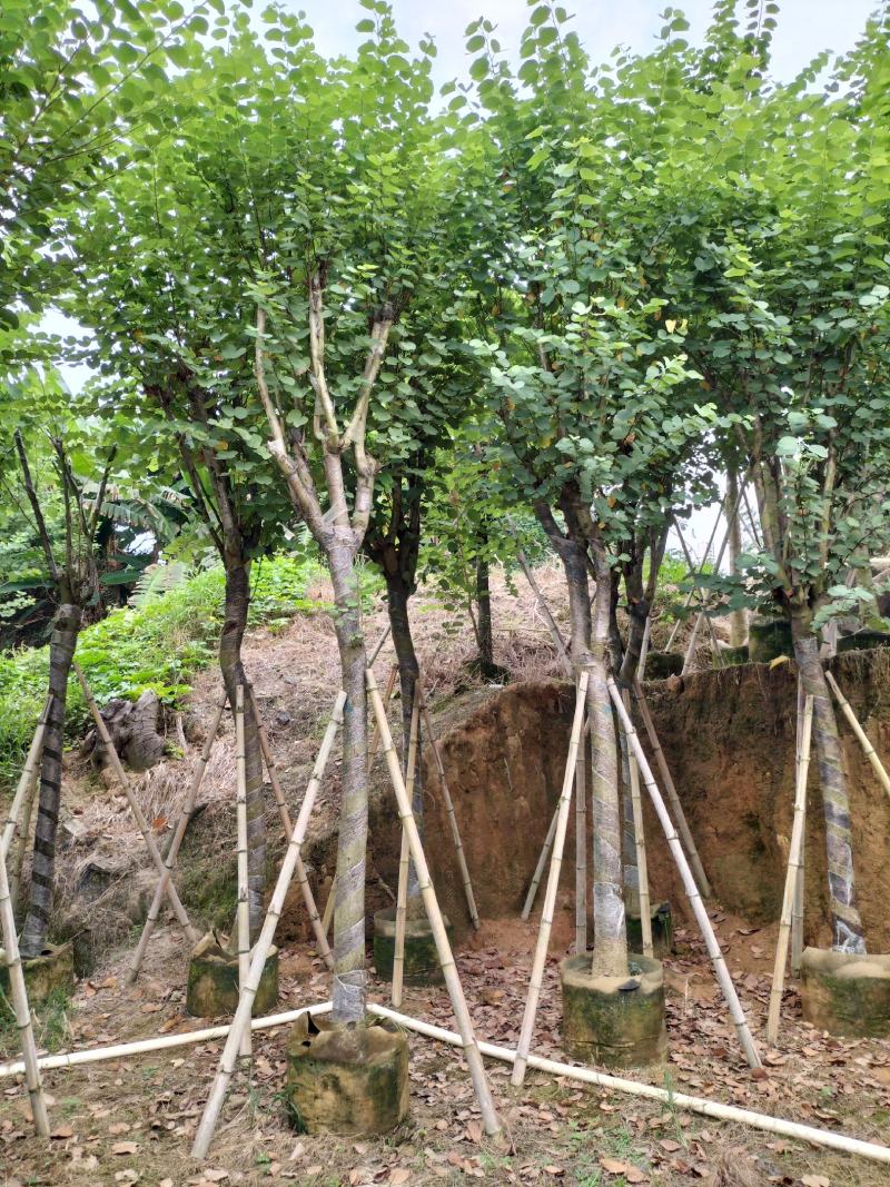 宫粉紫荆