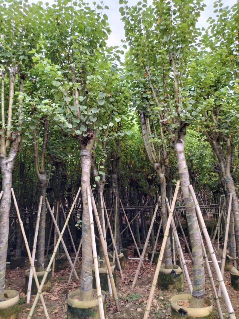 宫粉紫荆