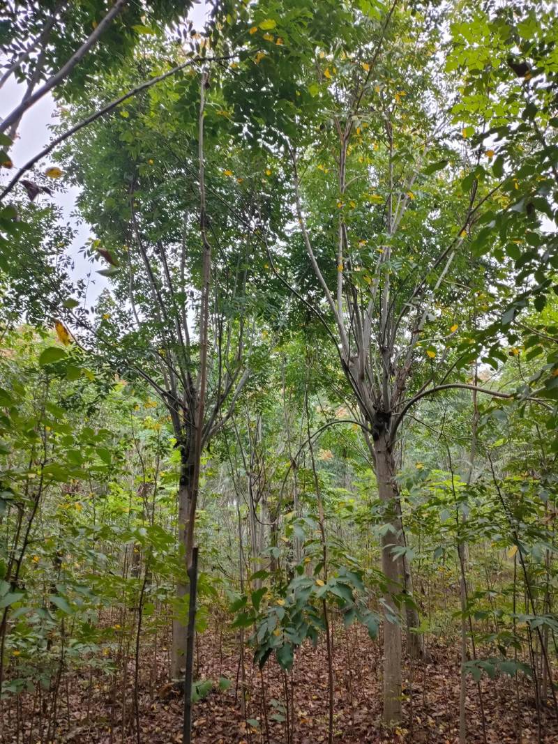 楸树大量规格齐全上货快专业楸树供应，栾树，白蜡