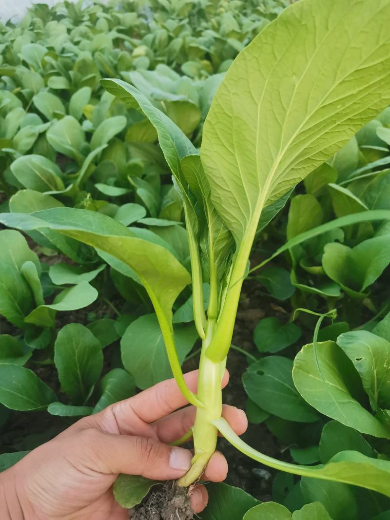 菜心