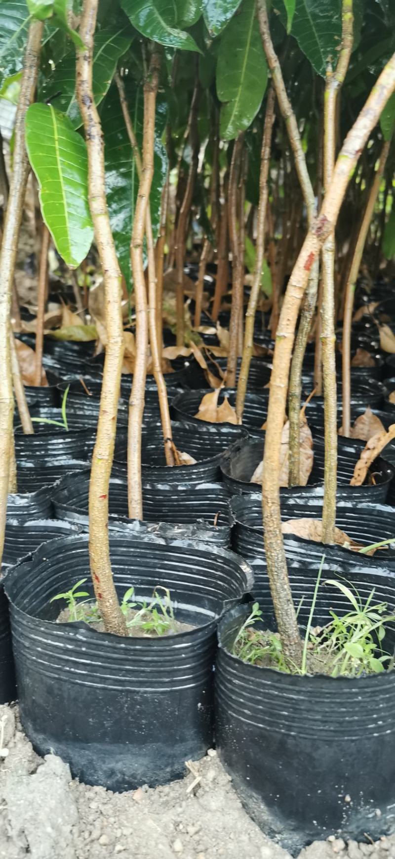 芒果果苗中杯直生苗实生苗1m以上中杯苗
