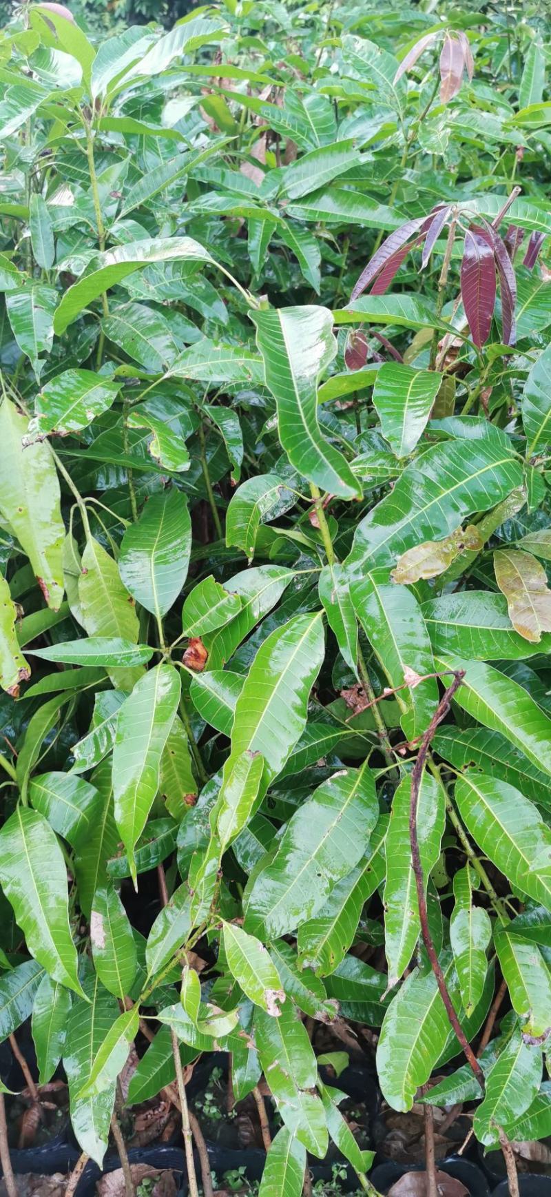 芒果果苗中杯直生苗实生苗1m以上中杯苗