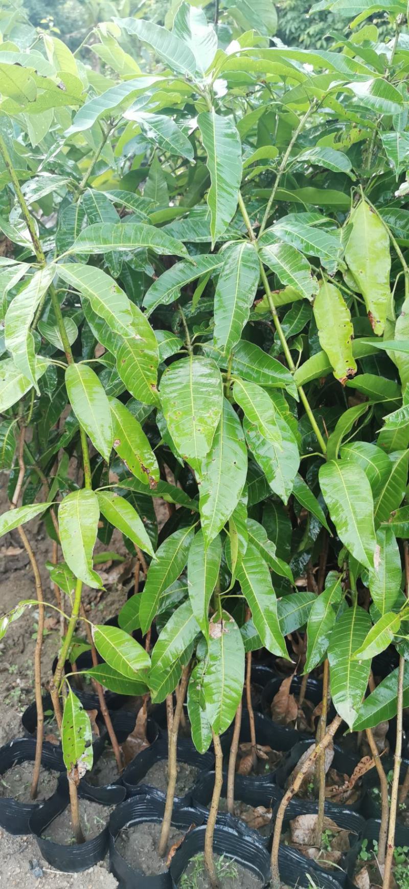 芒果果苗中杯直生苗实生苗1m以上中杯苗