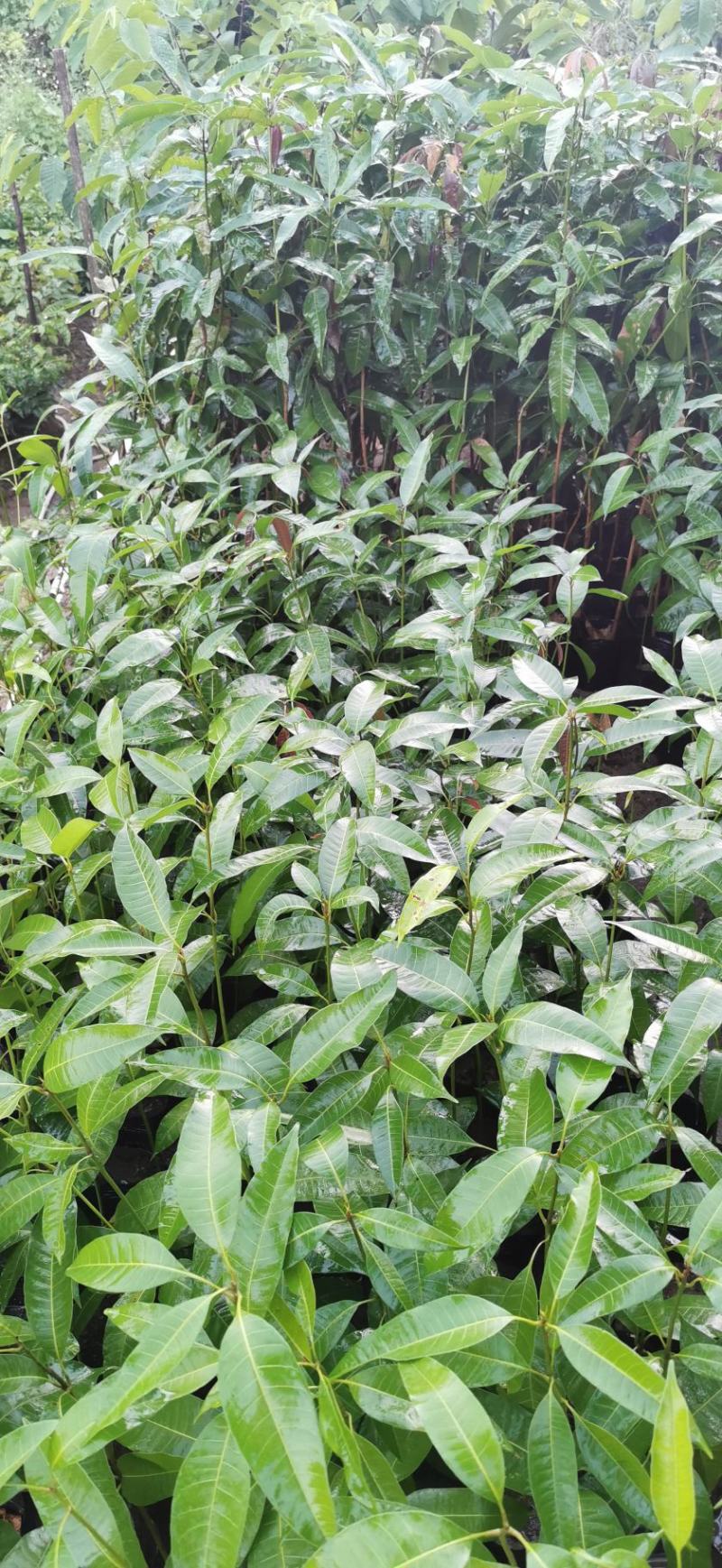 芒果果苗中杯直生苗实生苗1m以上中杯苗