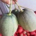 哈密瓜(晓蜜25)精品,电商,产地直发全国各地